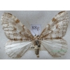 Epirrita autumnata (Borkhausen, 1794) pair Paśnik jesieniak Czech88g